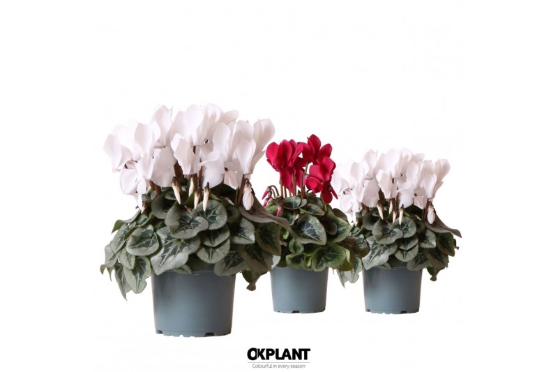 Cyclamen pers. midi rembrandt red/white mix 