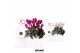 Cyclamen pers. midi mix in birdhouse 