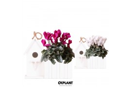 Cyclamen pers. midi mix in birdhouse