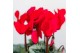 Cyclamen pers. midi mix in birdhouse 