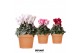 Cyclamen pers. midi mix in terracotta 
