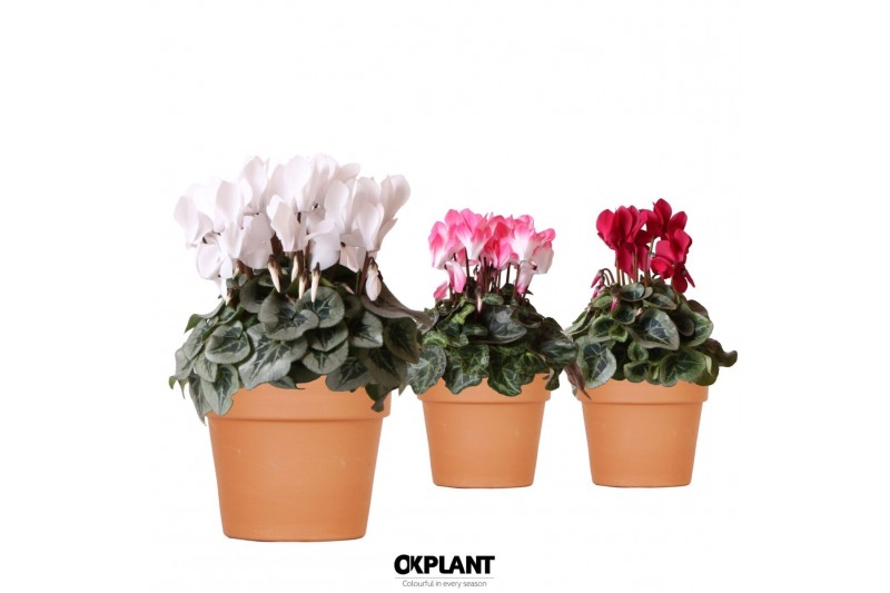 Cyclamen pers. midi mix in terracotta 