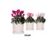 Cyclamen pers. midi mix in flower pot sand 