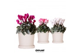 Cyclamen pers. midi mix in flower pot sand