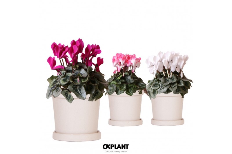 Cyclamen pers. midi mix in flower pot sand 