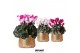 Cyclamen pers. midi mix in Luxury pot gold 