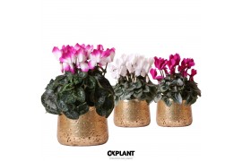 Cyclamen pers. midi mix in Luxury pot gold