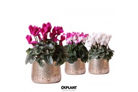Cyclamen pers. midi mix in Luxury pot silver