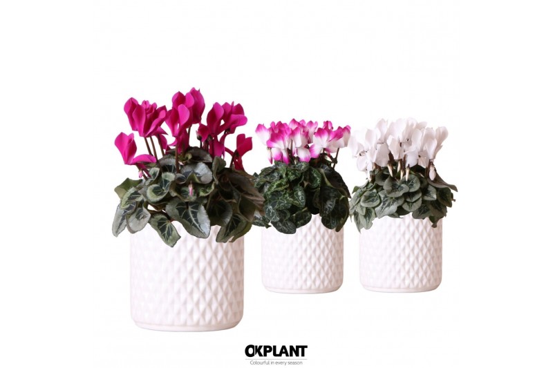 Cyclamen pers. midi mix in Diamond pot white 