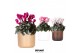 Cyclamen pers. midi mix in Simplicity pot copper gold white mix 