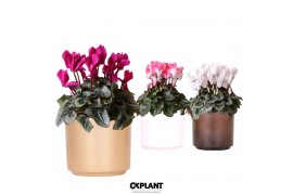 Cyclamen pers. midi mix in Simplicity pot copper gold white mix