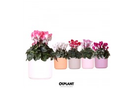 Cyclamen pers. midi mix in Simplicity pot pink violet taupe mix