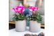 Cyclamen pers. midi mix in Simplicity pot pink violet taupe mix 