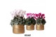 Cyclamen pers. midi mix in Groove pot gold 