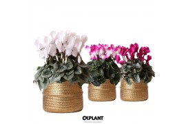 Cyclamen pers. midi mix in Groove pot gold