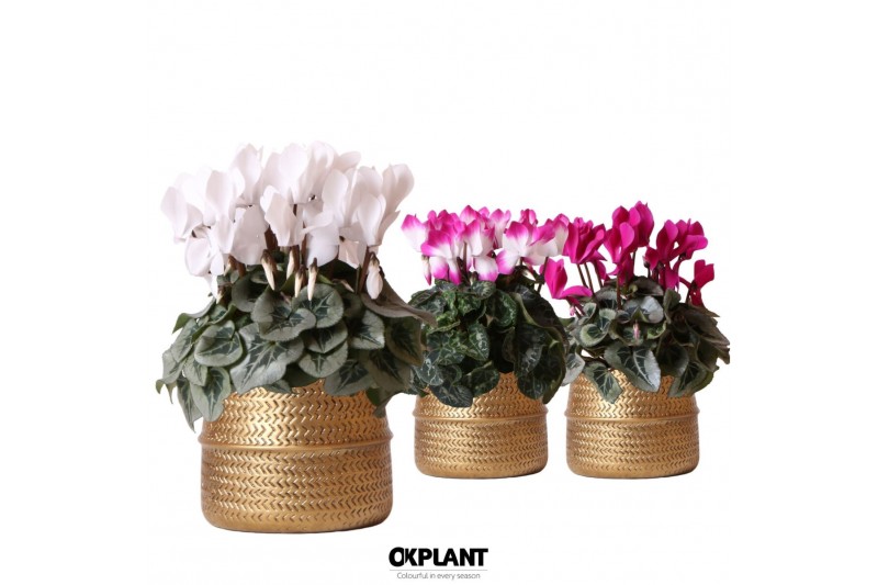 Cyclamen pers. midi mix in Groove pot gold 