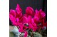 Cyclamen pers. midi mix in Groove pot gold 
