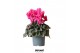 Cyclamen pers. midi super serie rembrandt pink 