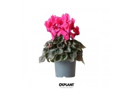 Cyclamen pers. midi super serie rembrandt pink