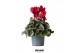 Cyclamen pers. midi super serie rembrandt red 