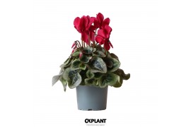 Cyclamen pers. midi super serie rembrandt red