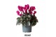 Cyclamen pers. midi super serie rembrandt violet 