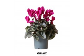 Cyclamen pers. midi super serie rembrandt violet