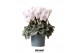 Cyclamen pers. midi super serie rembrandt white 