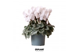 Cyclamen pers. midi super serie rembrandt white