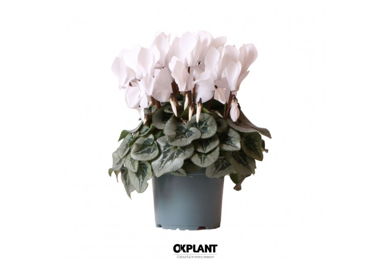 Cyclamen pers. midi super serie rembrandt white 
