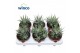 Haworthia fasciata big band 
