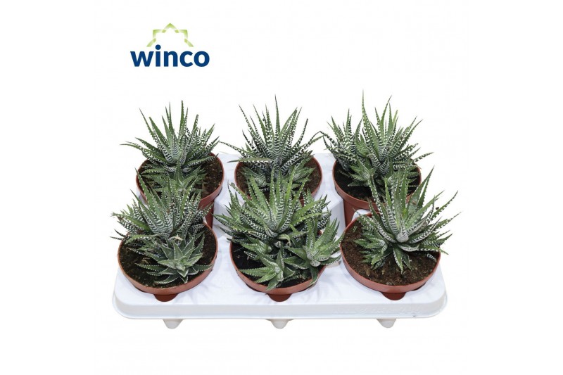 Haworthia fasciata big band 