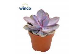Echeveria Metallica Pearl