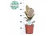 Ficus elastica tineke 