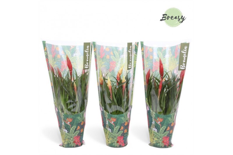 Vriesea multiflora mix 2 soorten Jungle hoes 
