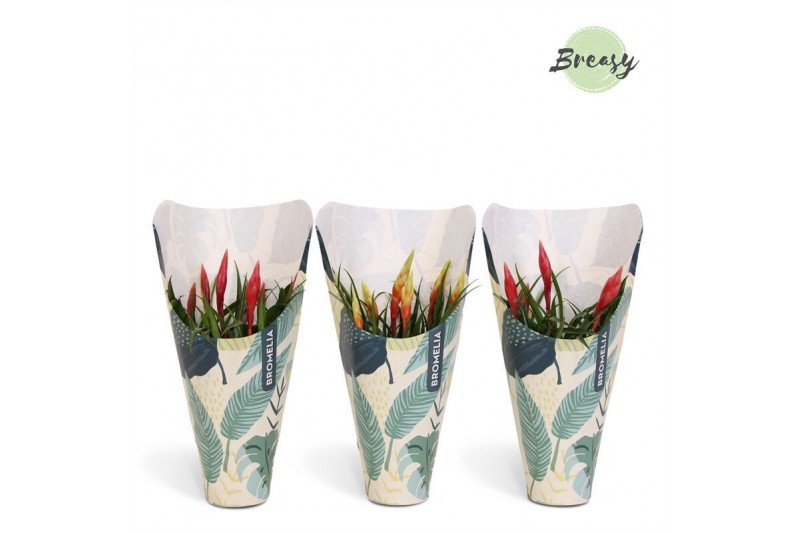 Vriesea multiflora mix 2 soorten Jungle krafthoes 