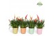 Vriesea multiflora mix 2 soorten Orlando keramiek - Mix 