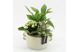 Arrangementen kamerplanten ESCR-2539W Essentials 3 pp
