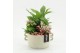 Arrangementen kamerplanten ESCR-2539RZ Essentials 3 pp 