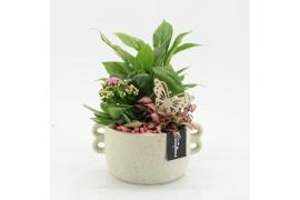 Arrangementen kamerplanten ESCR-2539RZ Essentials 3 pp