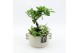 Arrangementen kamerplanten GRCR-2563 Green Essentials 3 pp 