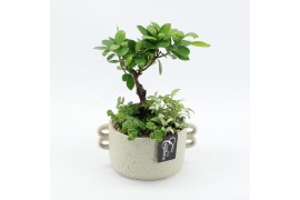 Arrangementen kamerplanten GRCR-2563 Green Essentials 3 pp