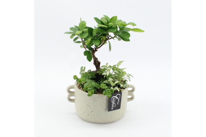 Arrangementen kamerplanten GRCR-2563 Green Essentials 3 pp 