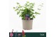 Geranium sanguineum Vision Pink 