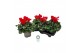 Cyclamen pers. super serrie mammoth Rood - 32cm Diam. 