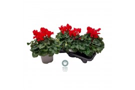Cyclamen pers. super serrie mammoth Rood - 32cm Diam.