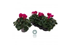 Cyclamen pers. super serrie mammoth Dark Violet - 37cm Diam.