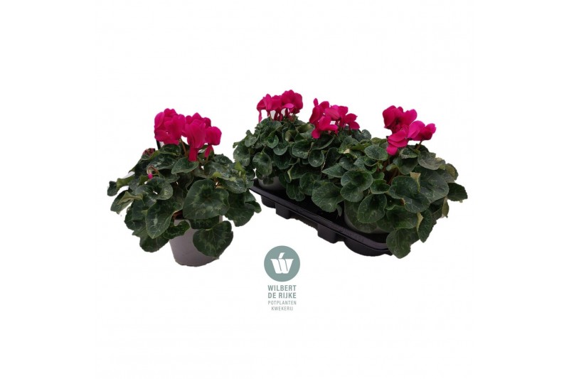 Cyclamen pers. super serrie mammoth Dark Violet - 37cm Diam. Cyclamen pers. super serrie mammoth Dark Violet - 37cm Diam.