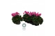 Cyclamen pers. super serrie mammoth Neon Pink - 32cm Diam. 