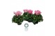 Cyclamen pers. super serrie mammoth Roze gevlamd - 32cm Diam. 